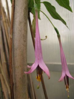 Fuchsienbild F. juntasensis 02